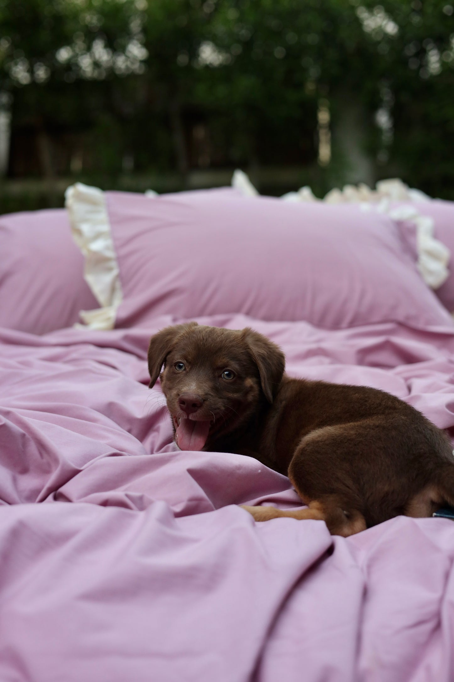 BLUSH RUFFLES Percale Cotton Duvet Cover